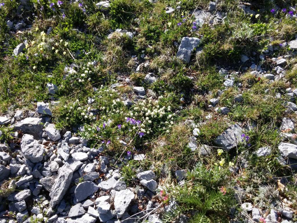 Chiocciole dal pollino